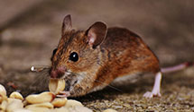 24 Hour & Emergency Exterminators in Columbia, MD